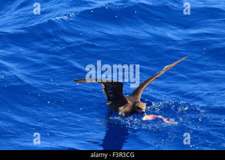 Grau-faced Petrel (Pterodroma Macroptera) in Australien Stockfoto