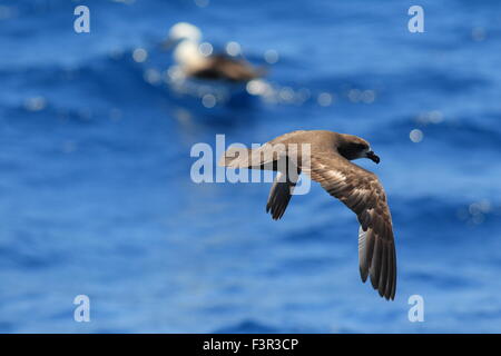 Grau-faced Petrel (Pterodroma Macroptera) in Australien Stockfoto