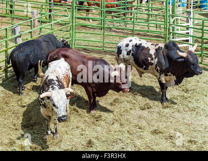 Große Bullen in Corral, Chaffee County Fair & Rodeo, Salida, Colorado, USA Stockfoto