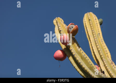 Peruanischer Apfel Kaktus, Cereus Repandus trägt Früchte im Sommer Stockfoto