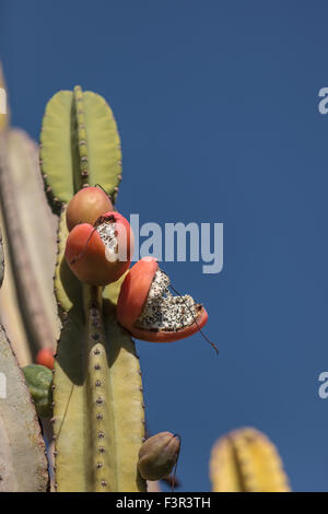 Peruanischer Apfel Kaktus, Cereus Repandus trägt Früchte im Sommer Stockfoto