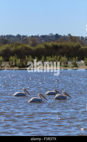 Amerikanische weiße Pelikan, Pelecanus Erythrorhynchos strömen schwimmt über einen blauen See Stockfoto