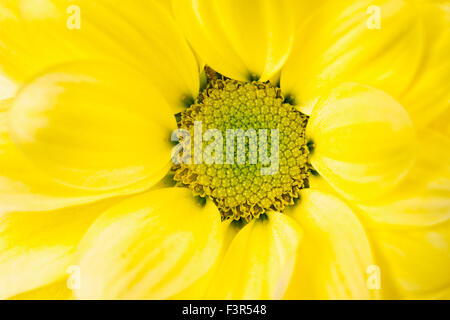 Gelbe Chrysantheme Nahaufnahme Stockfoto