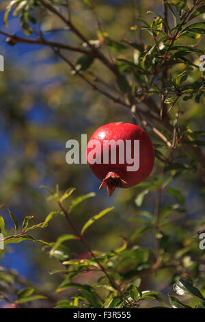 Granatapfelbaum Punica Granatum, Baum / Strauch gibt, die Früchte im Sommer Stockfoto