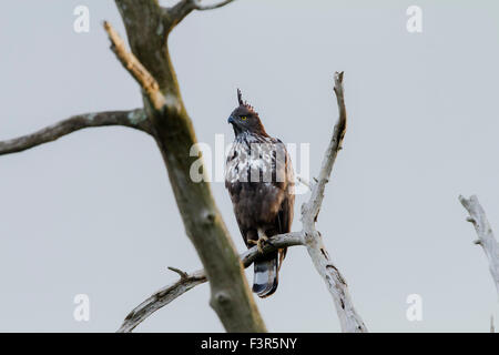 Die veränderbaren Falke-Adler oder crested Falke-Adler (Nisaetus Cirrhatus) Stockfoto