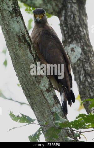 Crested Schlange Adler (Spilornis Cheela) ist eine mittlere Greifvogel, der in ganz Asien in bewaldeten Lebensräumen gefunden wird Stockfoto