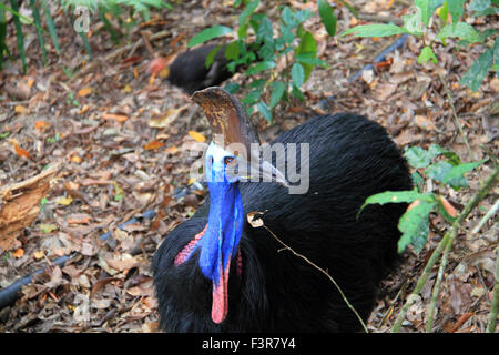 Südlichen Helmkasuar (Casuarius Casuarius) in Cairns, Australien Stockfoto