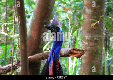 Südlichen Helmkasuar (Casuarius Casuarius) in Cairns, Australien Stockfoto