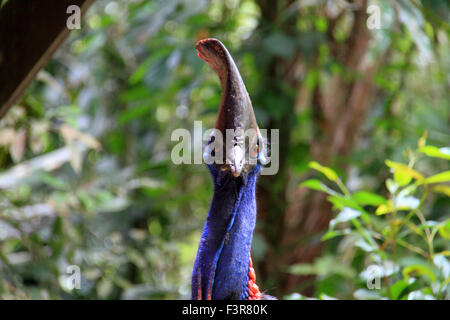 Südlichen Helmkasuar (Casuarius Casuarius) in Cairns, Australien Stockfoto