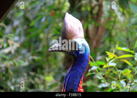 Südlichen Helmkasuar (Casuarius Casuarius) in Cairns, Australien Stockfoto