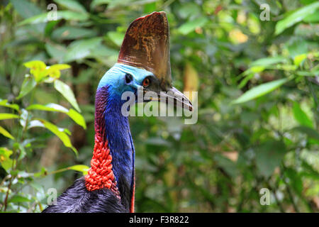 Südlichen Helmkasuar (Casuarius Casuarius) in Cairns, Australien Stockfoto