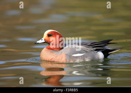 Eurasische Pfeifente (Anas Penelope) in Japan Stockfoto