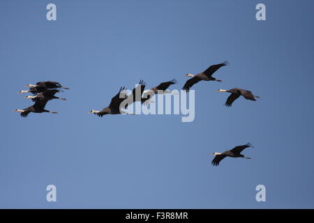 Mit Kapuze Kranich (Grus Monacha) in Izumi, Kagoshima, Japan Stockfoto