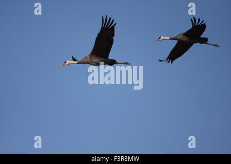 Mit Kapuze Kranich (Grus Monacha) in Izumi, Kagoshima, Japan Stockfoto