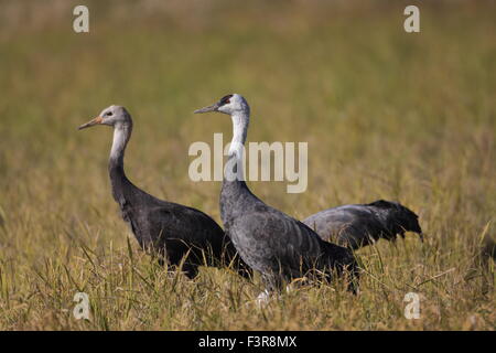 Mit Kapuze Kranich (Grus Monacha) in Izumi, Kagoshima, Japan Stockfoto