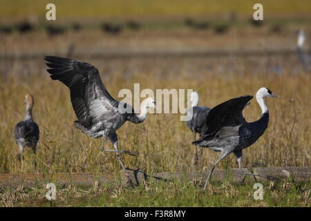 Mit Kapuze Kranich (Grus Monacha) in Izumi, Kagoshima, Japan Stockfoto