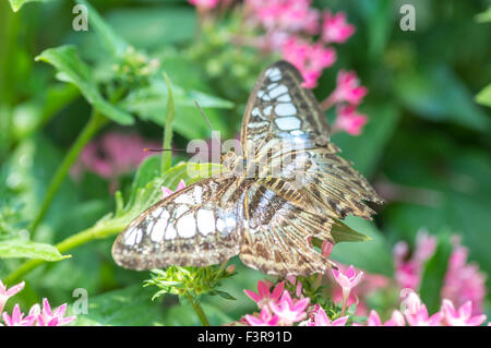 Monarchfalter auf rosa Ixora Blume Stockfoto