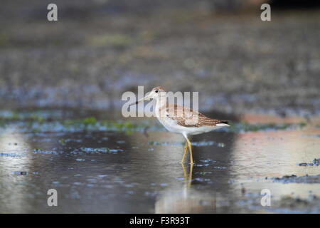 Nordmann oder Spotted Grünschenkel (Tringa Guttifer) in Japan Stockfoto