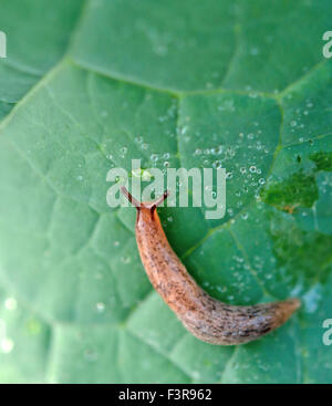 Schnecke-Invasion im Garten Stockfoto