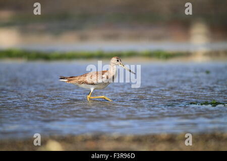 Nordmann oder Spotted Grünschenkel (Tringa Guttifer) in Japan Stockfoto