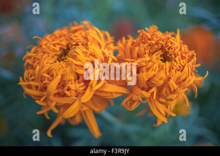 Orange Chrysantheme hautnah Stockfoto