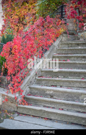 Alte Treppen mit roten Herbst Schlingpflanze auf dem Geländer Stockfoto