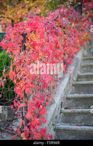 Alte Treppen mit roten Herbst Schlingpflanze auf dem Geländer Stockfoto