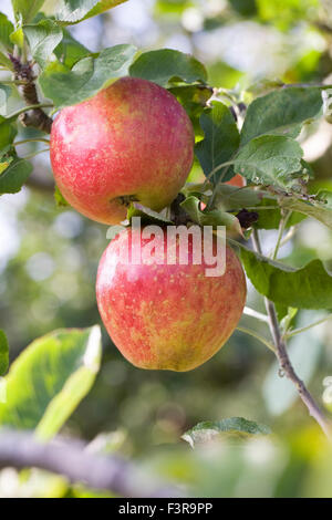 Malus Domestica. "Opalisierend" Apfelanbau in einem englischen Obstgarten. Stockfoto