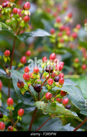 Hypericum. Johanniskraut Johanniskraut Beeren im Sommer. Stockfoto