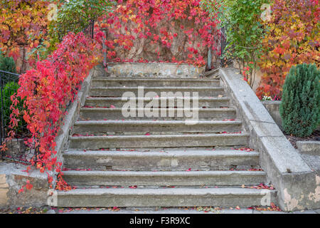 Alte Treppen mit roten Herbst Schlingpflanze auf dem Geländer Stockfoto