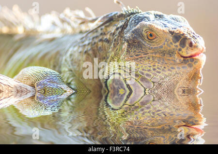 Porträt der Makroaufnahme auf Leguan Kopf Stockfoto