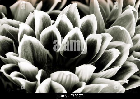 Eine Nahaufnahme der Blüten im Herbst getroffen. Stockfoto