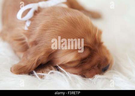 5 Tage Englisch Cocker Spaniel Welpe mit noch geschlossenen Auge Stockfoto