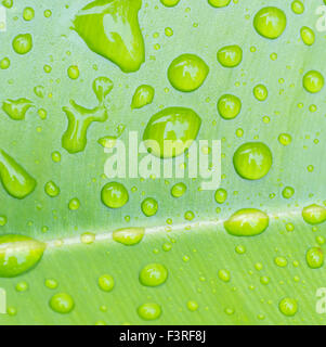Textur der Tröpfchen auf grünes Blatt Stockfoto