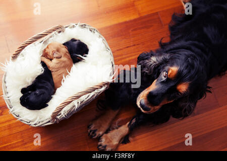 Englischer cocker Spaniel neue Familie Stockfoto