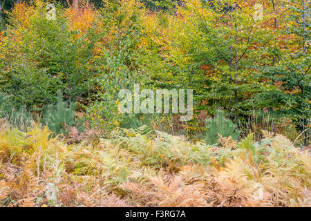 Buche Bäume drehen in der Nähe von gelb und braun im Herbst Radunia montieren Niederschlesien Stockfoto