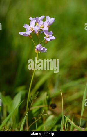 Cuckooflower, Ladys-Kittel, Cardamine Pratensis, Wildblumen, Dumfries & Galloway, Schottland Stockfoto