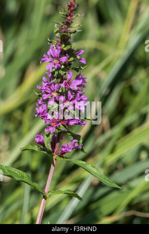 Lythrum Salicaria Blutweiderich, wachsen neben einem Teich, Surrey, UK. Juli. Stockfoto