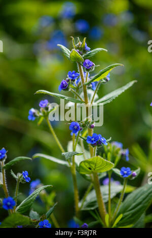 Grün Alkanet, Pentaglottis Sempervirens, Wildblumen, Dumfries & Galloway, Schottland Stockfoto