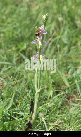 Ophrys Apifera, Biene Orchidee wachsen auf Kreide Dowland, Surrey, UK. April. Stockfoto