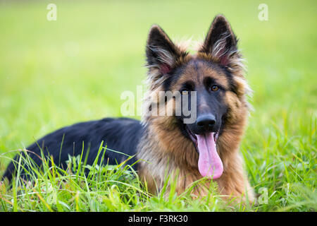 Junger Hund Deutscher Schäferhund liegend auf dem Rasen im park Stockfoto