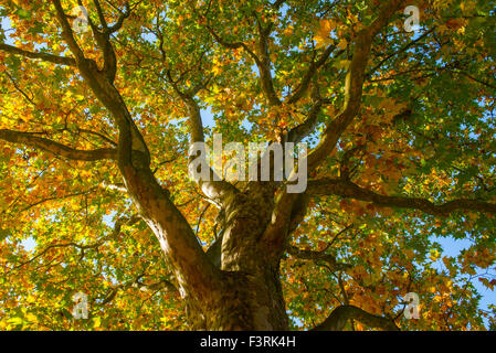 Sonne durch die Bäume im herbstlichen Wald Stockfoto