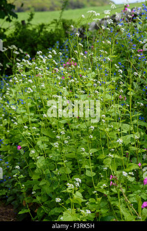Knoblauchsrauke Alliaria Petiolata, Wildblumen, Dumfries & Galloway, Schottland Stockfoto