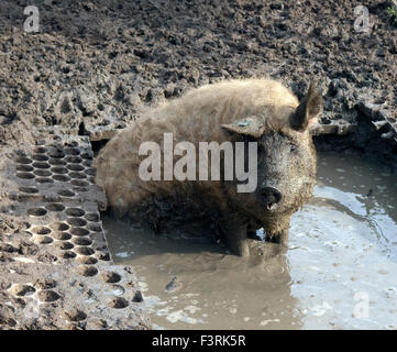 Wollschwein, Mangalica, Arche-Hof, Bedrohte, Stockfoto