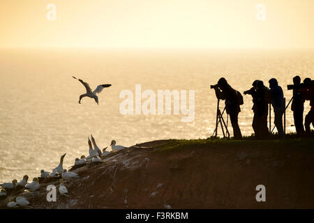 Fotografen, die Bilder von Basstölpel bei Sonnenuntergang, Helgoland, Schleswig-Holstein, Deutschland Stockfoto