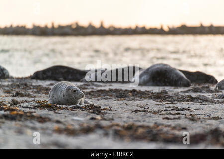 Kegelrobben auf einer Düne bei Sonnenuntergang, Helgoland, Schleswig-Holstein, Deutschland Stockfoto