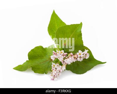 Buchweizen-Blumen isoliert auf weißem Hintergrund Stockfoto