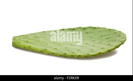 Kaktus Blatt isoliert auf weiss Stockfoto