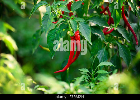 Bio Chili Paprika im Garten Stockfoto