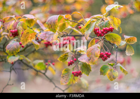 Sibirischen roten Weißdornbeeren und bunten Herbst Blätter Crataegus sanguineaund Stockfoto